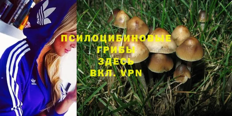 Галлюциногенные грибы Magic Shrooms  Кунгур 